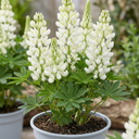 Lupin West Country Polar Princess Plant (3L Pot)