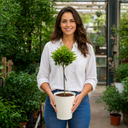 3L Bay Tree 60-70cm, Culinary Evergreen, Nursery Pots