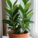 Ficus Moclame Indian Laurel Fig Plant (5L Pot)