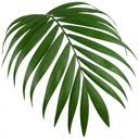 Parlour Palm Chamaedorea Elegans Plant