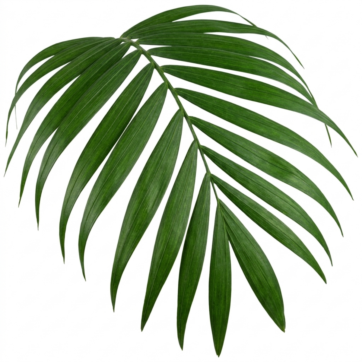 Chamaedorea elegans (Parlour Palm) – Indoor Palm (2L Pot)