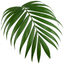 1 Parlour Palm Chamaedorea Elegans, Pet Safe Low Light Indoor Houseplant, Live, 17cm Root Ball
