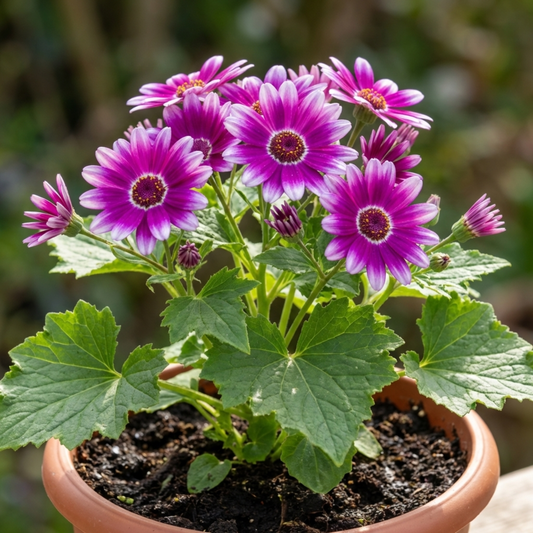 Purple-magenta daisy flowers streaked white with dark centres above lobed green leaves in a pot