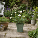 3Ltr Patio Rose Plant, White Rose Bush, Nursery Pots