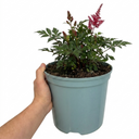 Astilbe Music Series Red Plant (5L Pot)