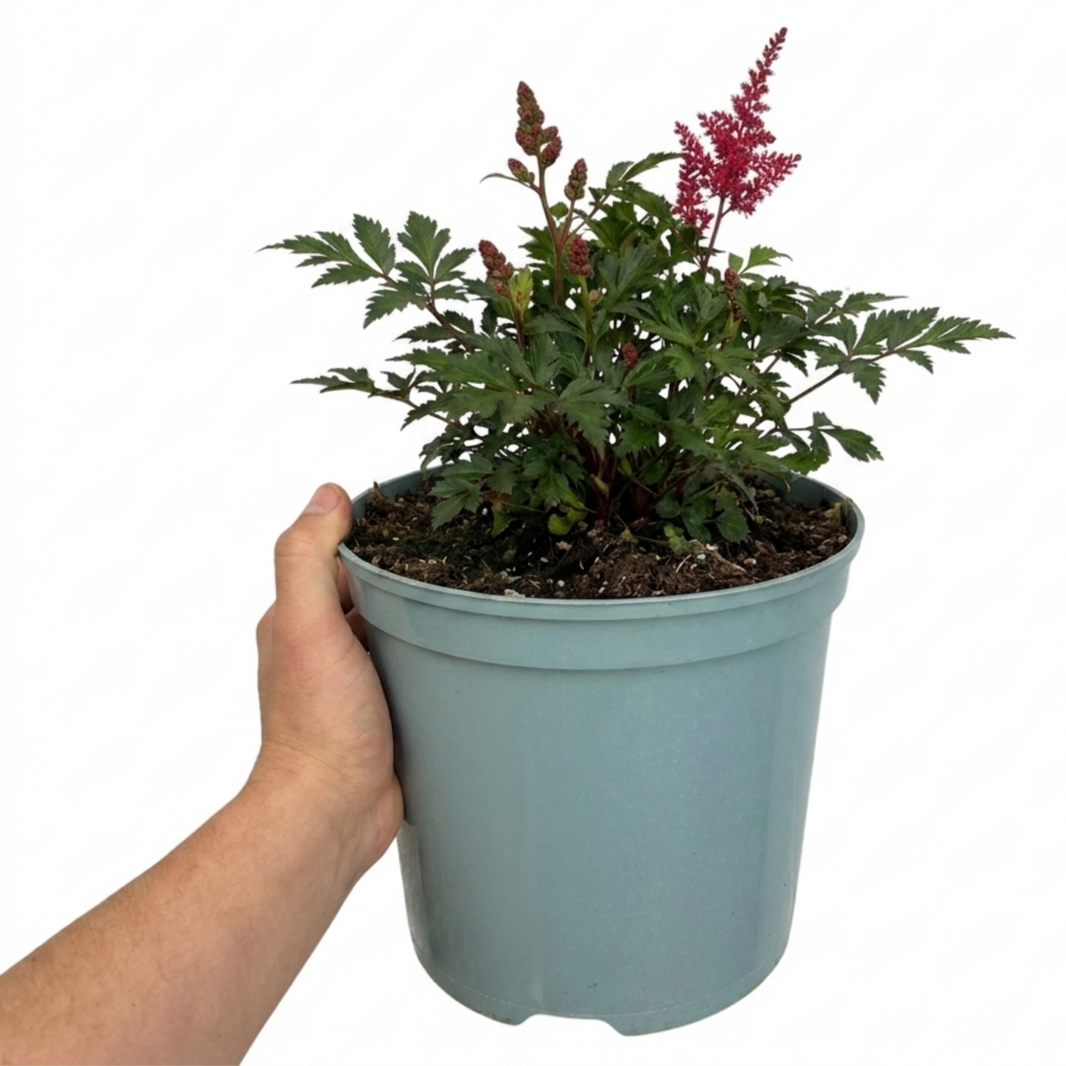 Astilbe Music Series Red – Perennial for Damp Shade (5L Pot)