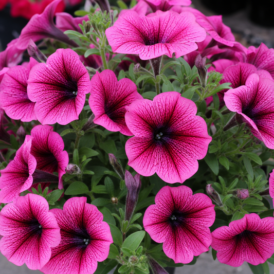 Magenta-pink petunia trumpets with dark veins and near-black throats
