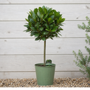 2L Bay Tree, Laurus Nobilis, Evergreen Culinary Herb, Pots