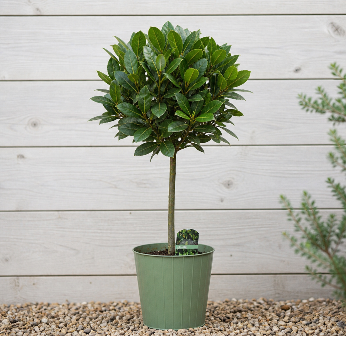 Bay Tree (Laurus nobilis) – Evergreen Culinary Herb (2L Pot)