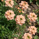 Verbena Magelana Peach Trailing Plants (Set of 3 or 6)