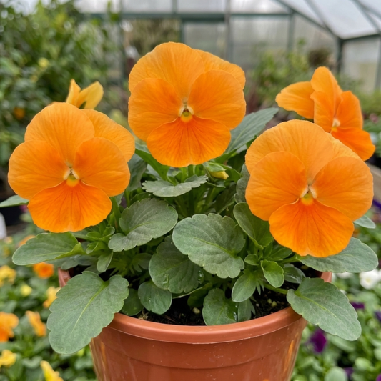 Clear orange pansies with unmarked petals above green foliage in a terracotta pot