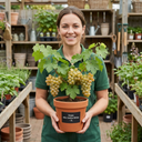 Grape Vitis Sulima White Vine Plants
