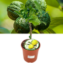 Mini Kaffir Lime