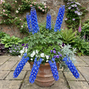 Delphinium Pacific Giants Blue Bird Plants (Set of 3 or 6)