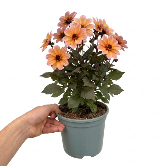 Potted dahlia held in a hand, peachy-pink single flowers with dark centres over bronze leaves