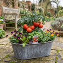 Tomato Bush Steak (Megabyte) Plants (Set of 3 or 6)