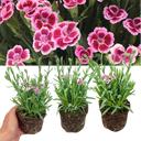 Dianthus Pink Kisses Plant