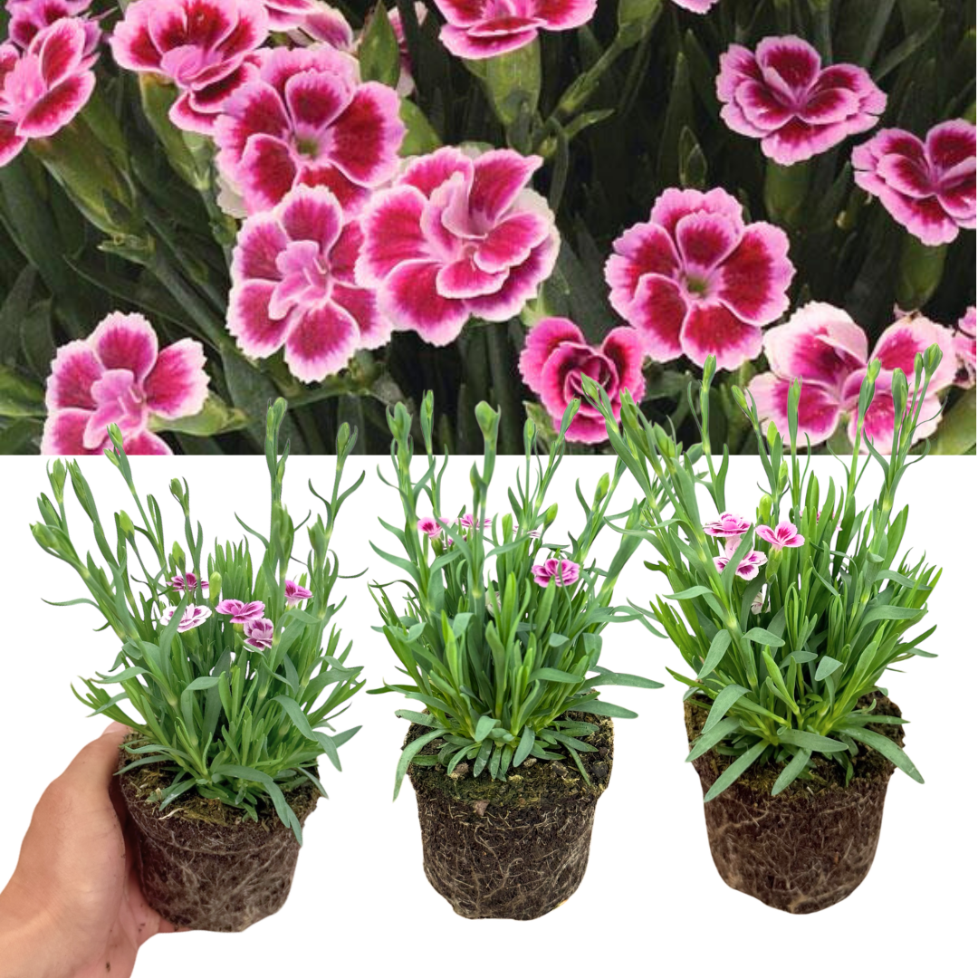 Dianthus 'Pink Kisses' (Garden Pink) – Hardy Perennial (Set of 3 or 6)