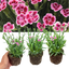 Set 3 or 6 Large Plants - Dianthus Pink Kisses, Ready to Plant in Your Garden