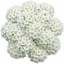 Spiraea Snowmound Plants