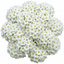 1 Spiraea Snowmound Plant, Outdoor White Flowering Hardy Compact Shrub, Bee Friendly, 2 Litre Root-Ball