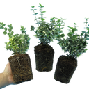 Euonymus Emerald Gaiety Variegated Hardy Evergreen Shrubs Outdoor Low Maintenance Ground Cover Plants (Set of 3 or 6)