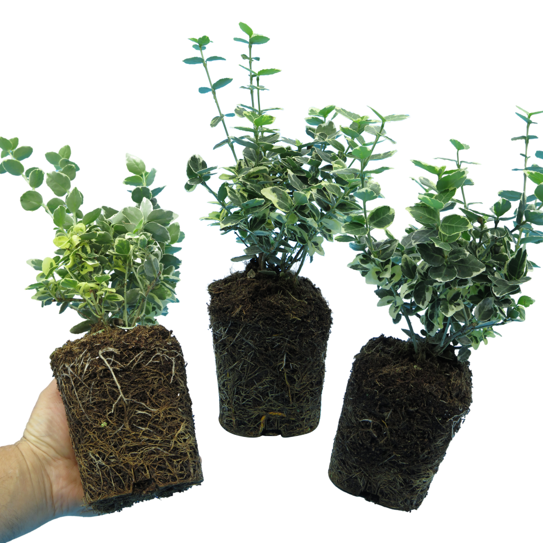 Euonymus fortunei 'Emerald Gaiety' – Variegated Evergreen Shrub (Set of 3 or 6)