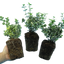 Set of 3 or 6 Euonymus Emerald Gaiety Variegated Hardy Evergreen Shrubs Outdoor Garden Ready Low Maintenance Ground Cover Plants 1 Litre Root Ball