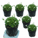 Saxifrage Ice Colours Pearl White Plants (Set of 3 or 6)