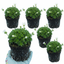 Set of 3 or 6 Saxifrage Ice Colours Pearl White Plants, Hardy Alpine Evergreen Ground Cover Perennial, Outdoor Garden Ready, 1 Litre Root-Ball