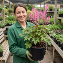 Tiarella Pink Skyrocket Plants