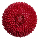Bellis Habanera Red Hardy English Daisy Plants