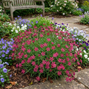 3 Silene Schafta Plants