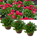 Bellis Habanera ‘Red’ Plants (Set of 3 or 6)