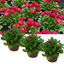 Set of 3 or 6 Garden Ready Plants – Bellis Habanera ‘Red’, Ready to Plant in Your Garden
