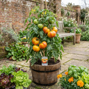 Tomato Buffalosun Variety Plants (Set of 3 or 6)