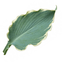 Hosta Tears from Heaven, 3 Litre Pots, Garden Ready