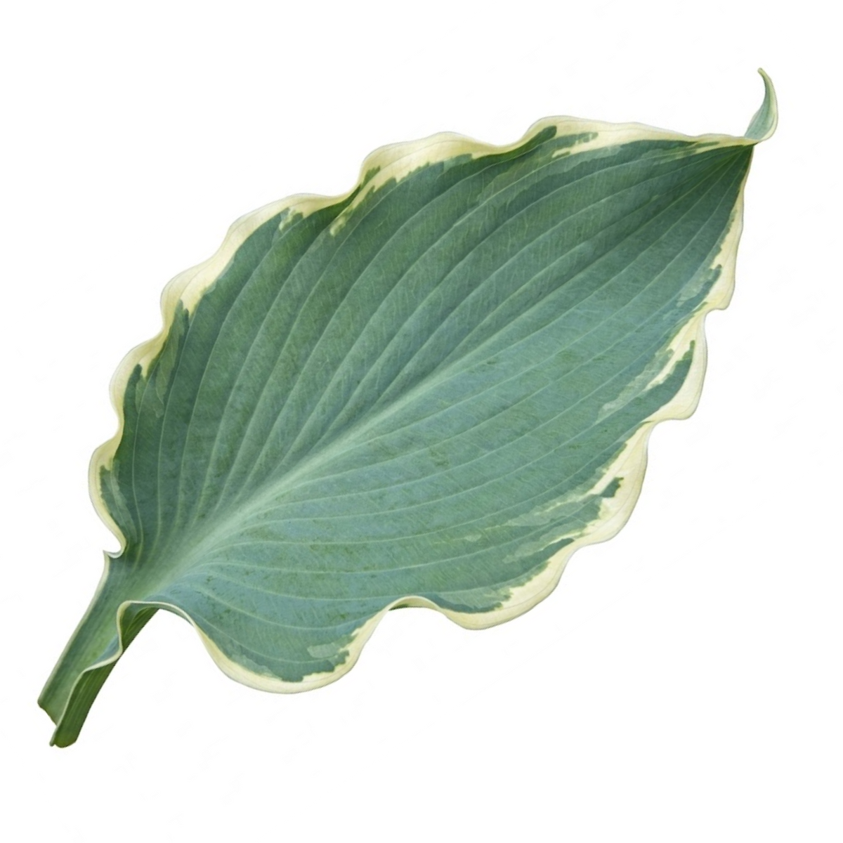 Hosta 'Tears from Heaven' (Plantain Lily) – Hardy Shade Perennial (3L Pot)