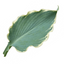 Hosta Tears from Heaven, 3 Litre Pots, Garden Ready
