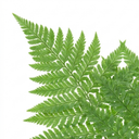 Soft Shield Fern Polystichum Plumosum Densum Plants (Set of 3 or 6)