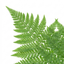 Set of 3 or 6 Soft Shield Fern Polystichum Plumosum Densum Plants, Hardy Evergreen Perennial, 1 Litre Root Ball