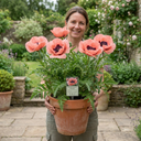 Oriental Papaver Paradiso Poppy Plants
