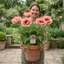 1 Oriental Papaver Paradiso Hardy Perennial Poppy Plant, Outdoor Garden Ready, 3 Litre Root-Ball