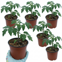 Tomato Supersteak Variety Plants (Set of 3 or 6)