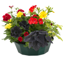 7 Colour Coordinated Plants - Brilliant Bling Theme Speedplanter, Garden Ready