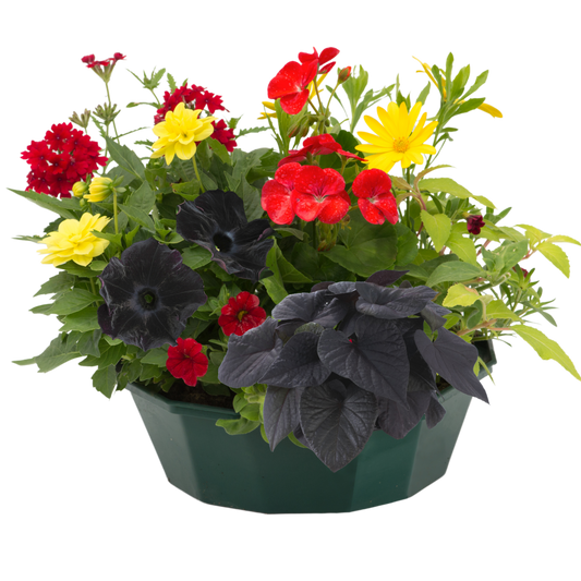 Brilliant Bling Speedplanter – Ready Planted Summer Display (7 Plants)