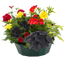 7 Colour Coordinated Plants - Brilliant Bling Theme Speedplanter, Garden Ready