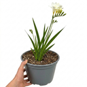 Freesia White River Perennial Plants