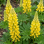 6 Lupin Legendary Yellow Plants, Hardy Perennial, Summer Flowering, Cottage Garden Ready, 1Ltr Root Ball
