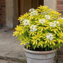 1 Choisya Sundance Plant, Hardy Evergreen Mexican Orange Blossom, 7.5 Litre Root Ball